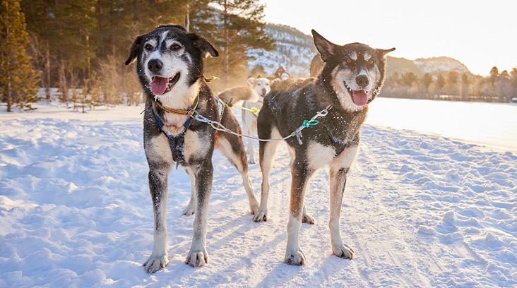 The huskies of Alta