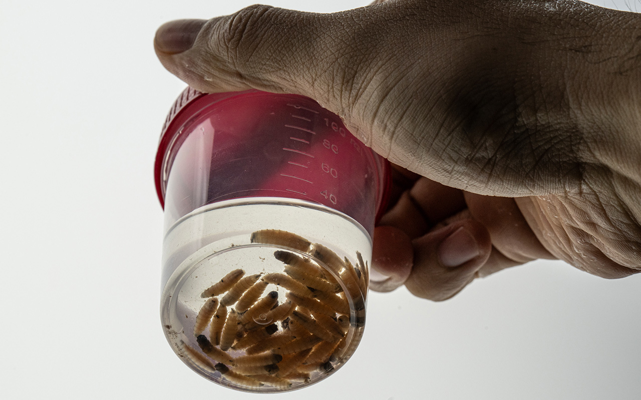 New World screwworm fly larvae