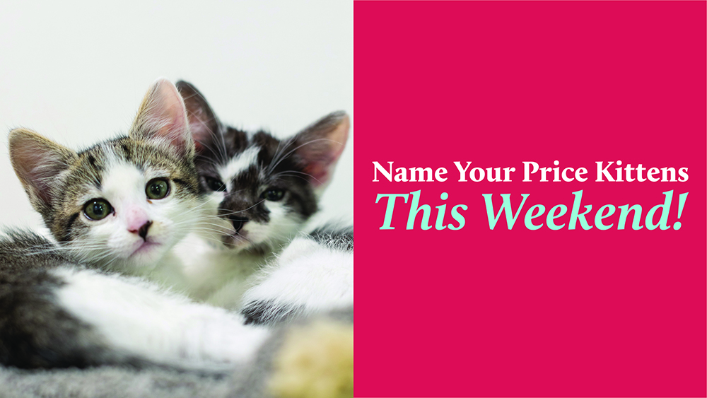 National Kitten Day - Name Your Price Kittens This Weekend