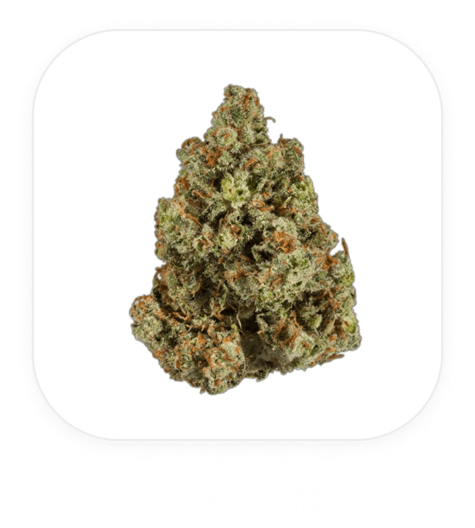 Jack Herer