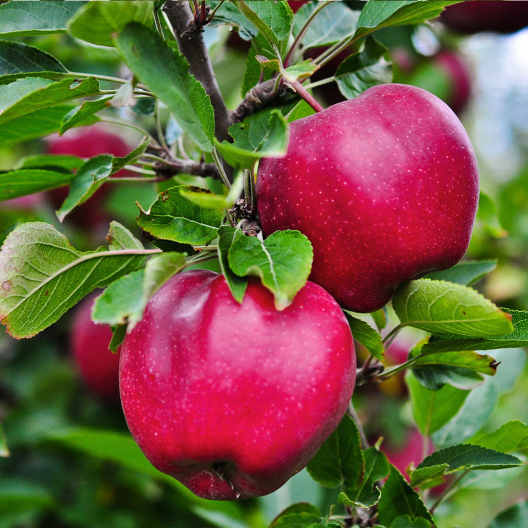 Image of Pink Lady® Apple Tree