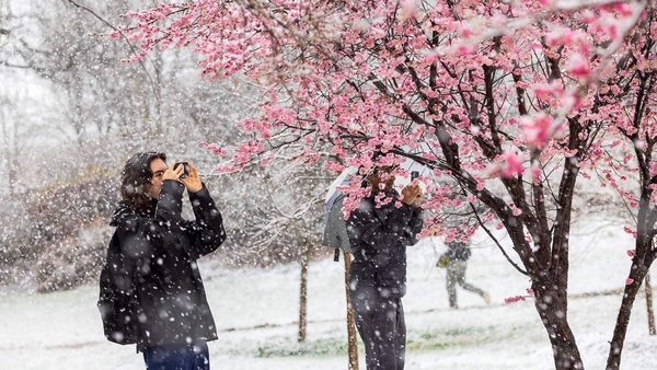 two students take pictures of pink plum blossoms in snow on campus