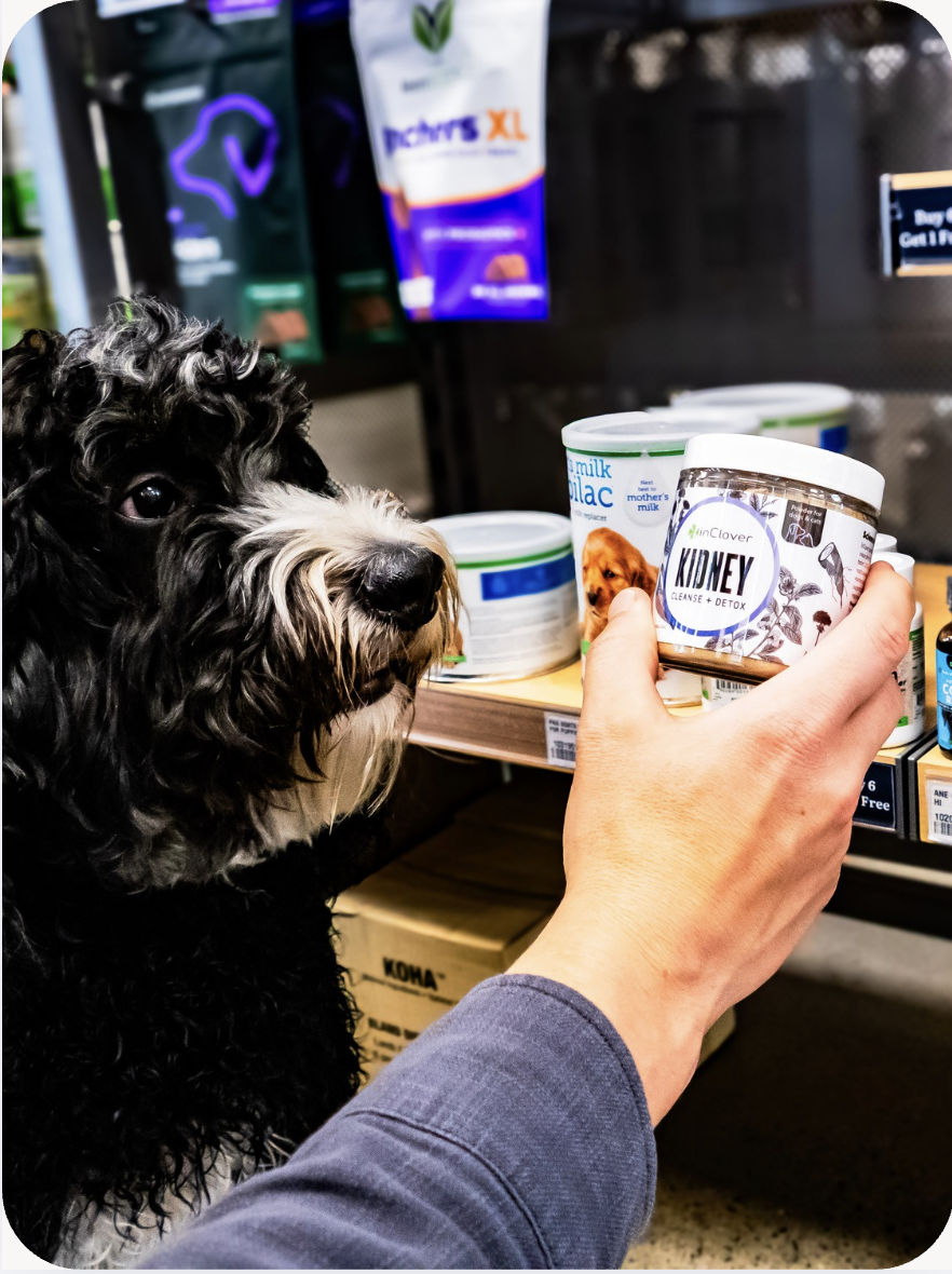 Dog in a Mud Bay location with their owner looking at a container of InClover Kidney supplement