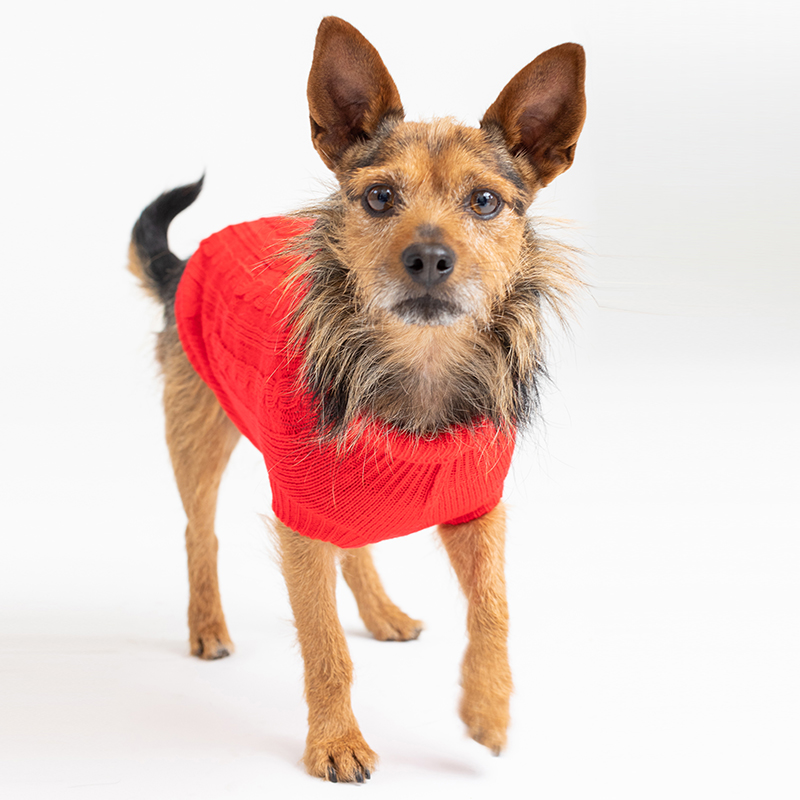 Elvis - Shelter dog adopted from the SF SPCA