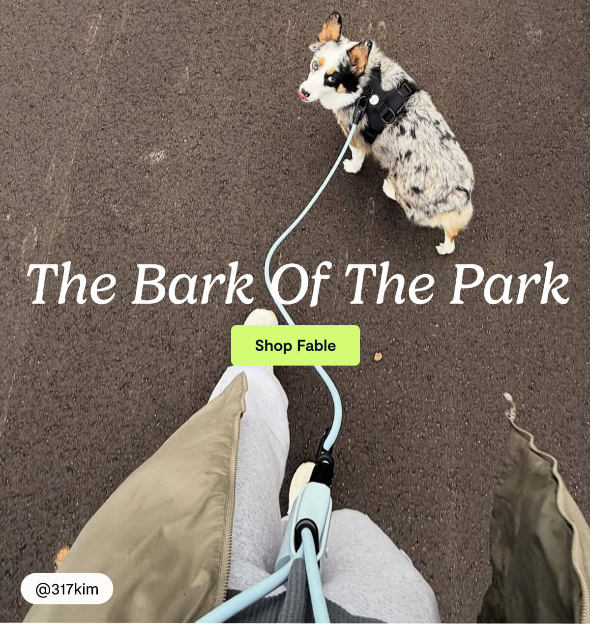 The Bark of The Park