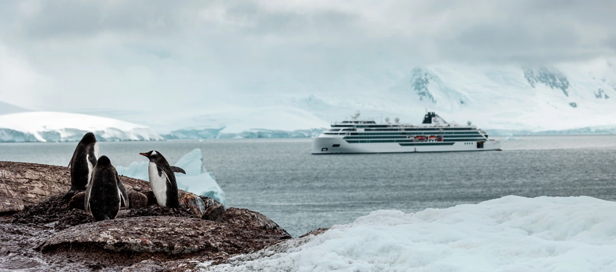 Octantis Penguins Shoreline Antarctica