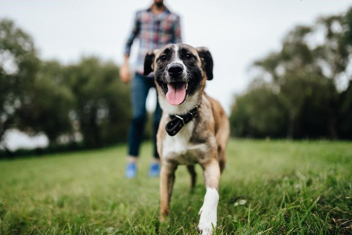 Dog outside