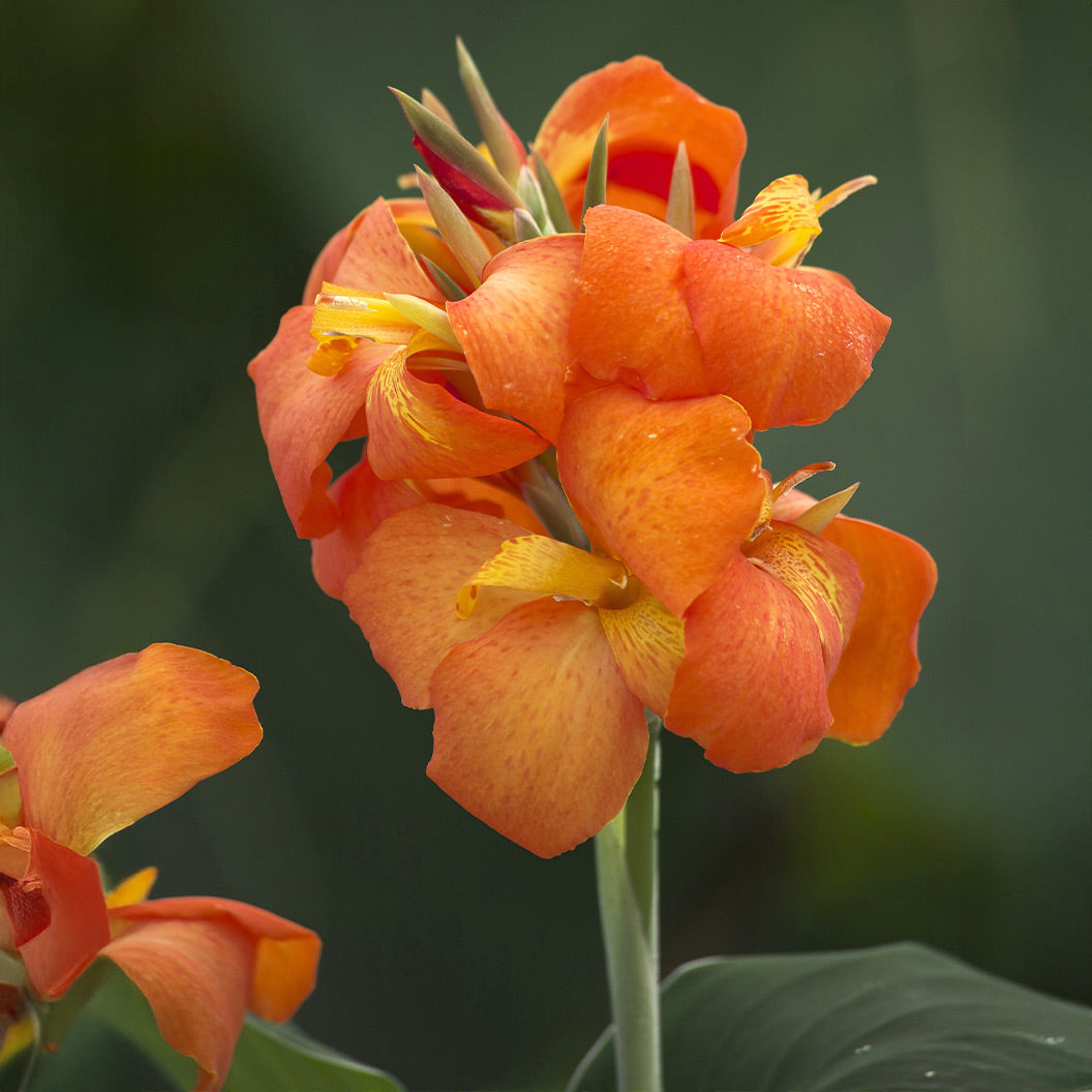 Image of Canna Cannova® Orange Shades Lily Plant