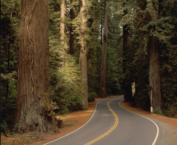 Avenue of the Giants