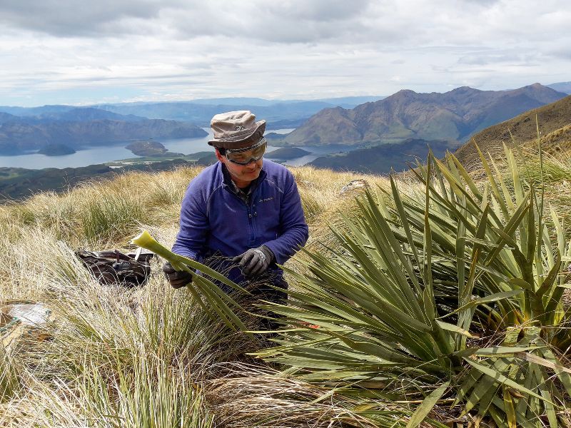 A man in a hat and safety goggles is working with a spiky plant on top of a mountain.