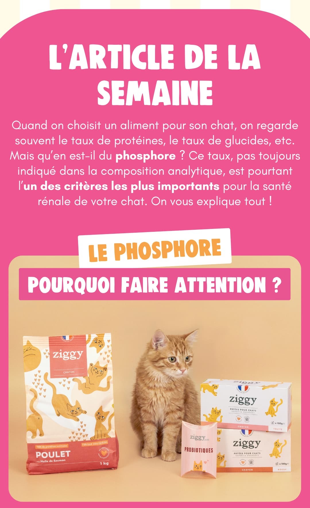 Le phosphore, pourquoi faire attention ?