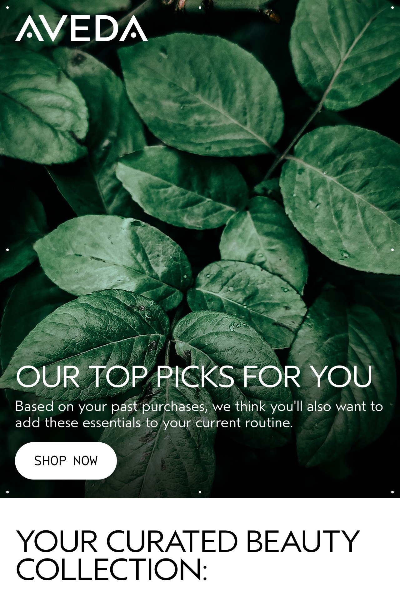 AVEDA | OUR TOP PICKS FOR YOU | Based on your past purchases, we think you'll also want to add these essentials to your current routine. | SHOP NOW | YOUR CURATED BEAUTY COLLECTION: