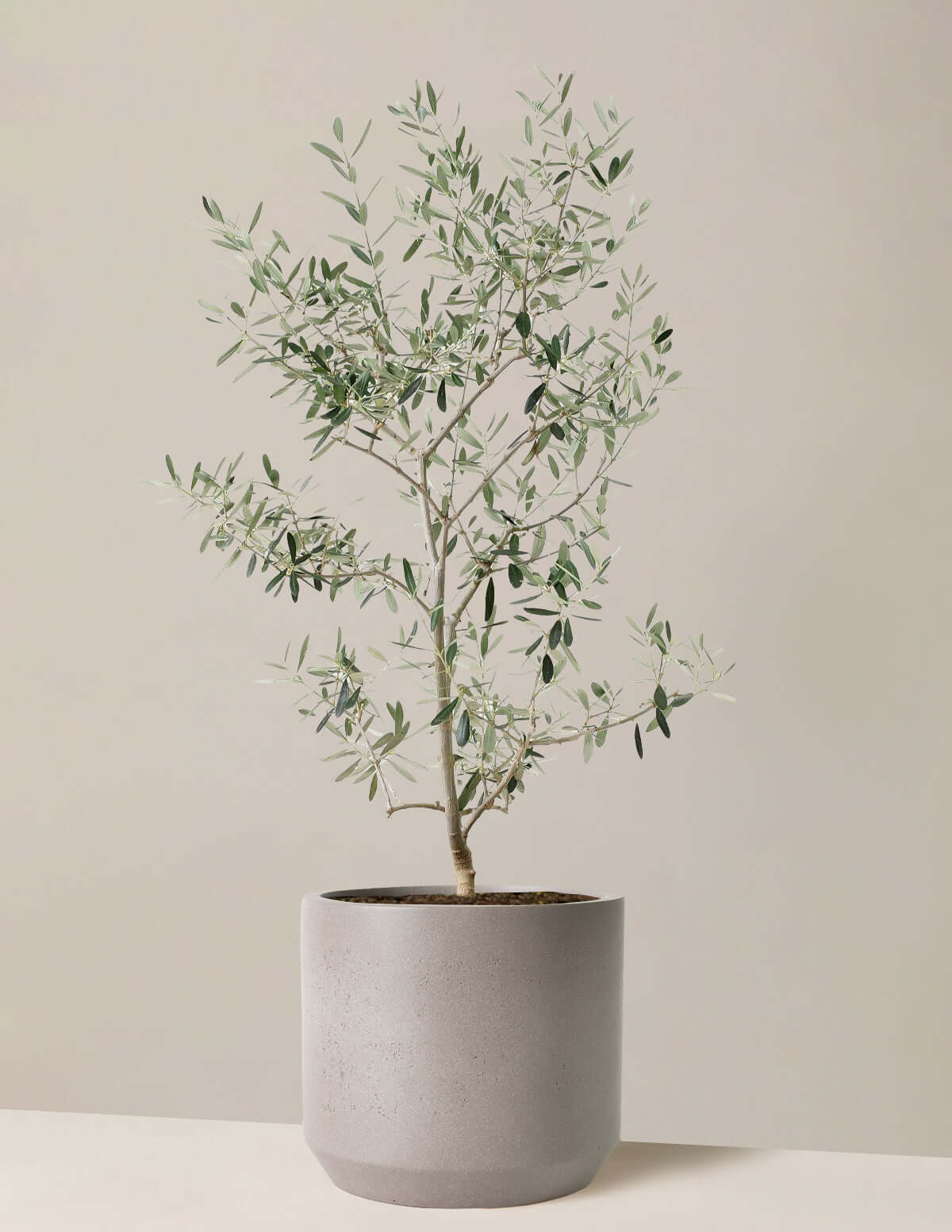 Image of Large Olive Tree