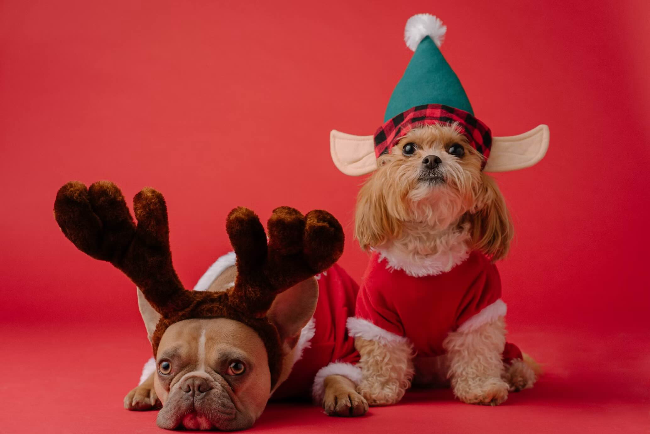 Give your pet the gift of care — Xmas in July