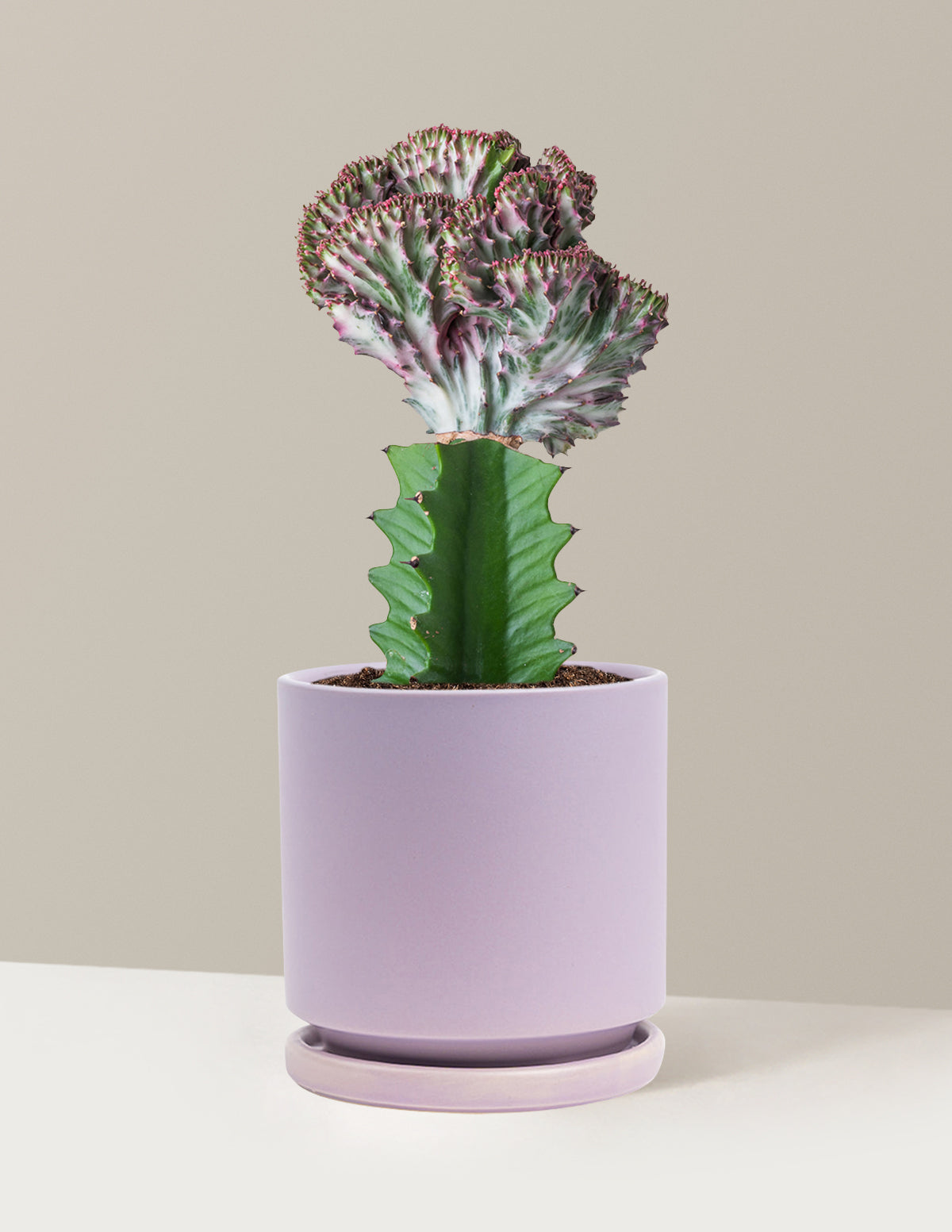 Image of Mermaid Tail Cactus