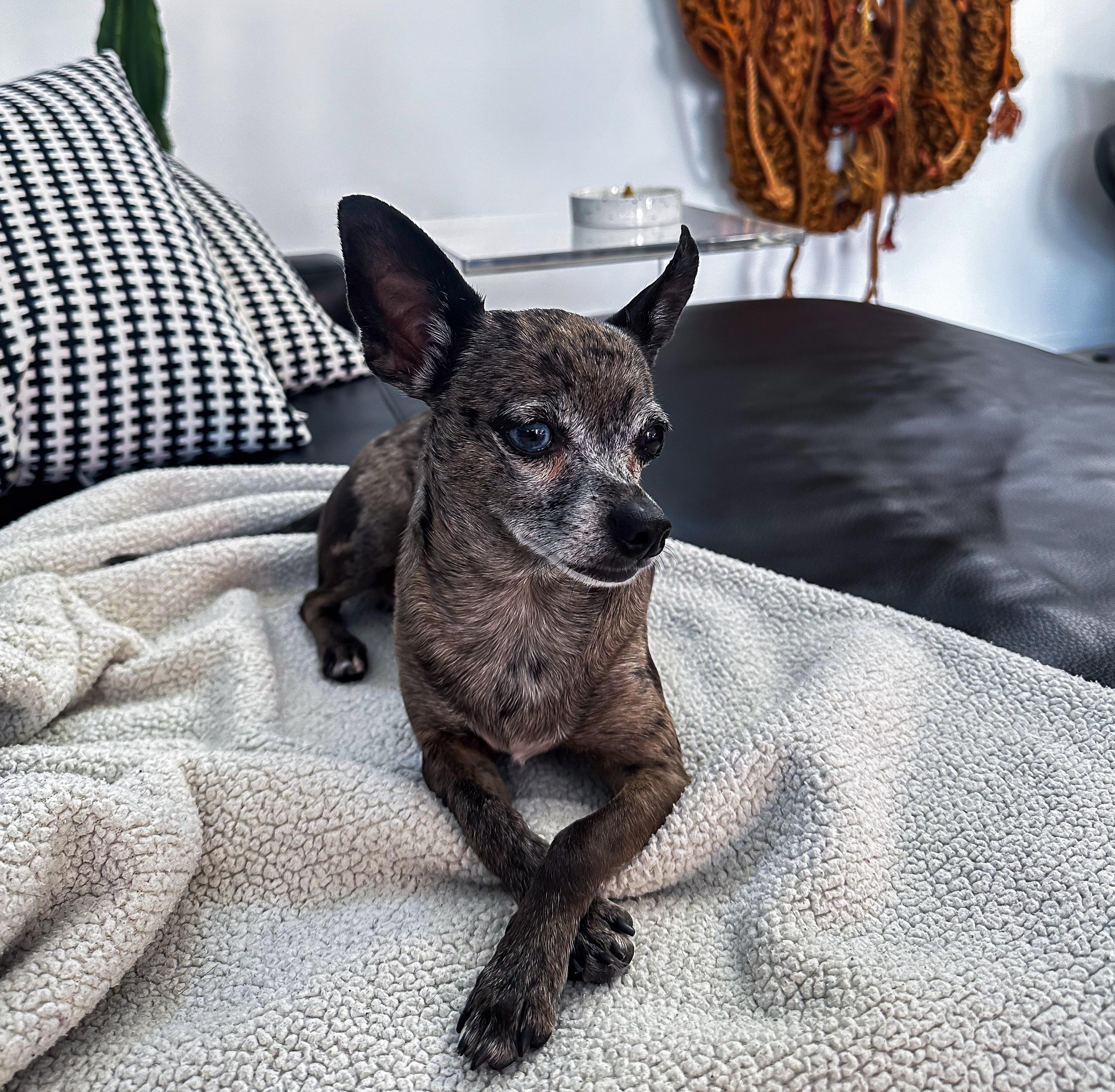 Image of a dog laying on a couch relaxed with their front legs crossed.