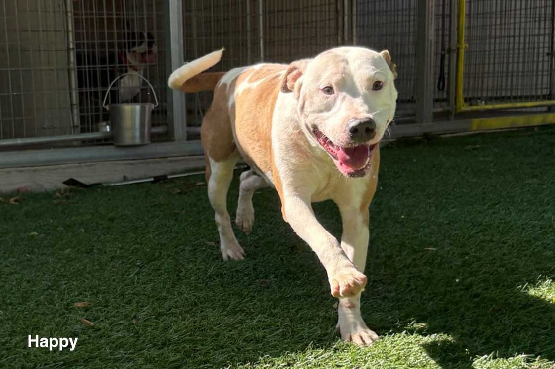 Help support Texas pets like Happy the dog