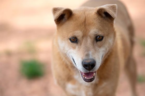 A tan dog named Prairie Dawn smiles big
