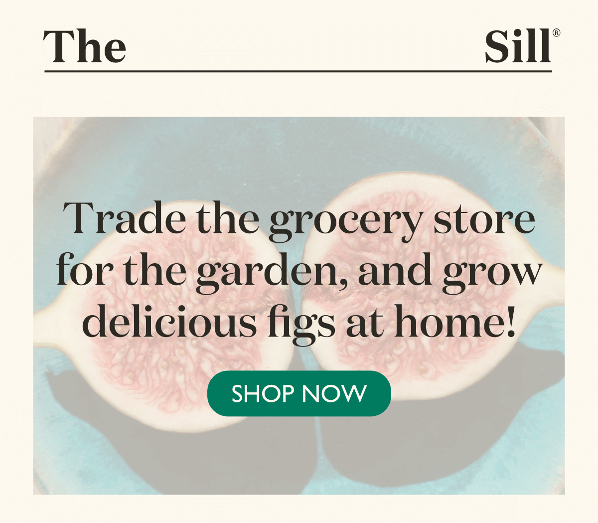 Trade the grocery store for the garden, and grow delicious figs at home. Shop now.