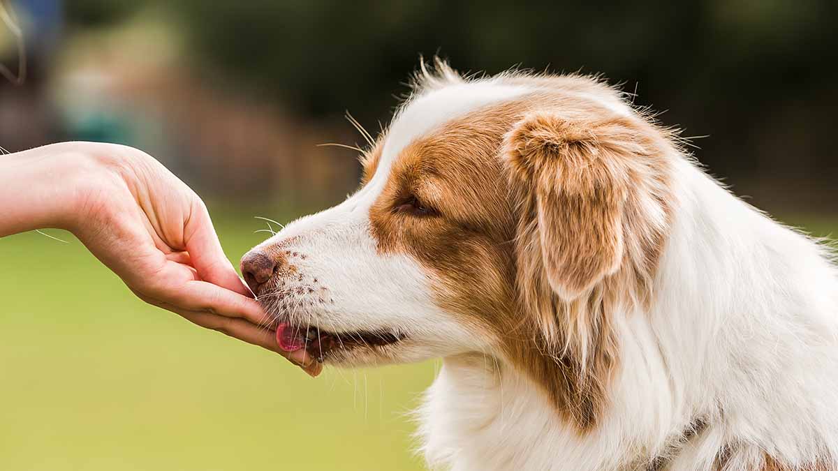 A dog eating kibble