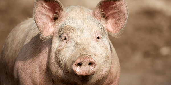A pig standing in hay in an indoor sty