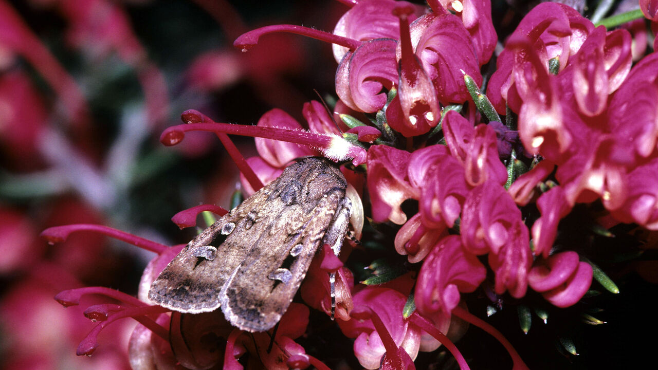 Bogong moth (Agrotis infusa)
