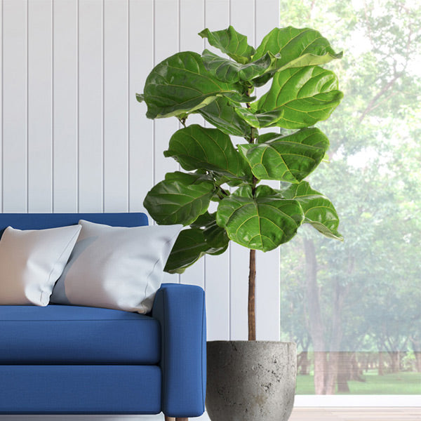 Image of Fiddle-Leaf Fig Tree