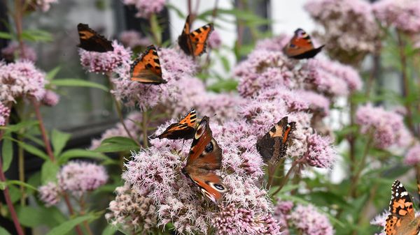 Small tortoiseshell butterfly( the national butterfly of Denmark), aglais io and a thistle butterfly.