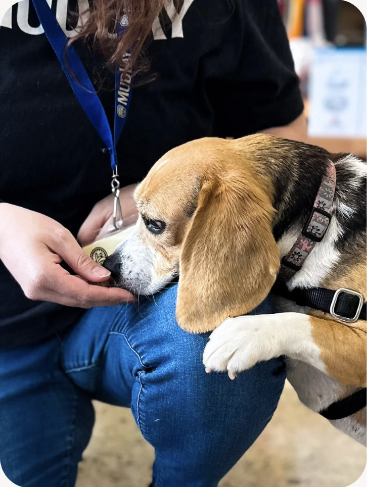 Image if a beagle sniffing a Mud Bay employees hand inside a Mud Bay location.