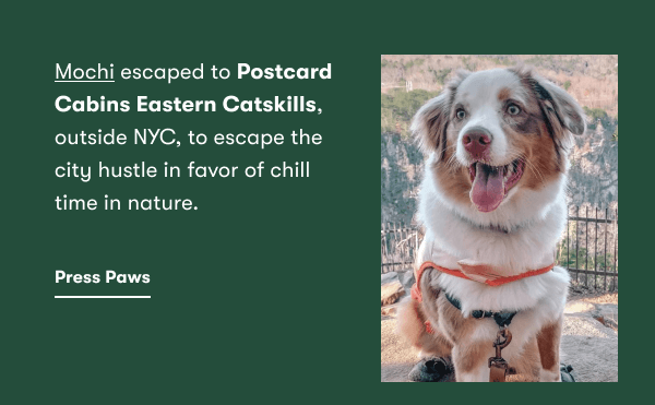 Mochi escaped to Postcard Cabins Eastern Catskills