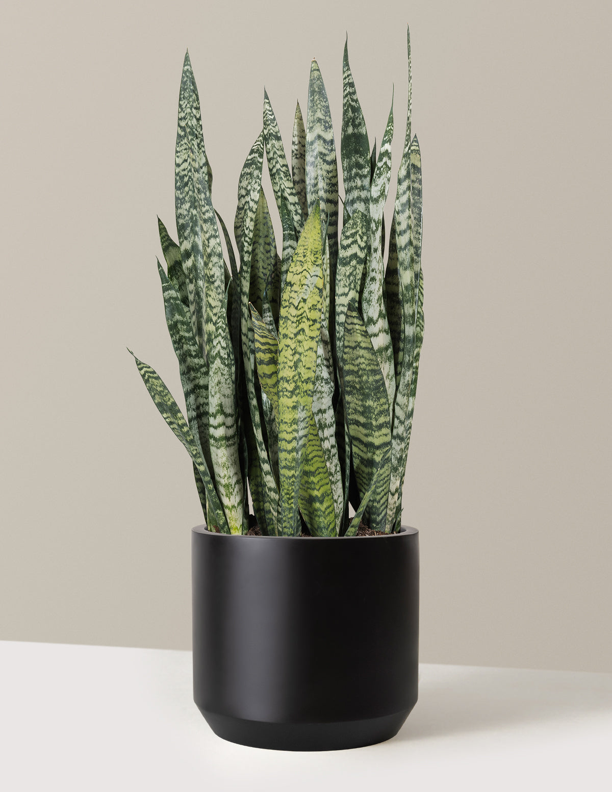 Image of Snake Plant Zeylanica
