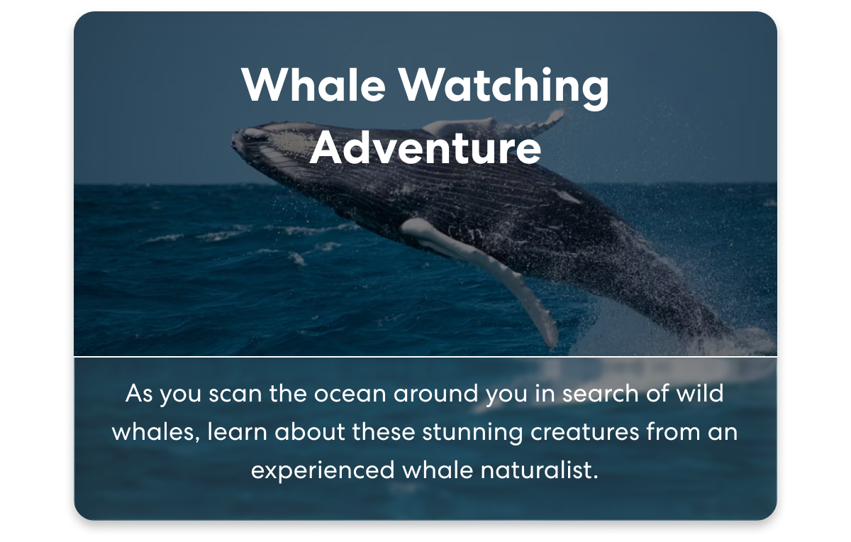Whale Watching Adventure