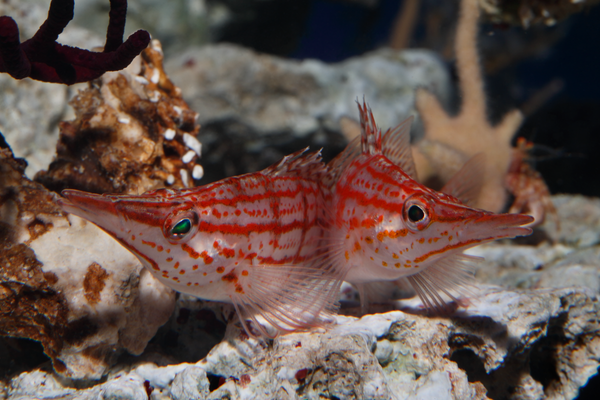 Two longnose hawkfish with red dotted stripes against an opaque body in the coral reef