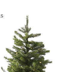Prelit Grandis Fir Potted Tree