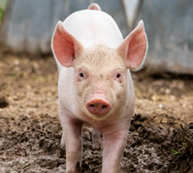 A young pink piglet walks forward through a muddy outdoor pen, looking directly at the camera with large, upright ears.