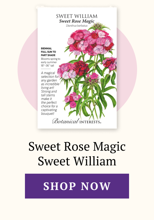 Sweet Rose Magic Sweet William Seeds