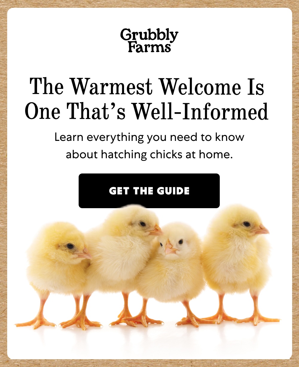 The Warmest Welcome Is One That’s Well-Informed Learn everything you need to know about hatching chicks at home. Get the Guide
