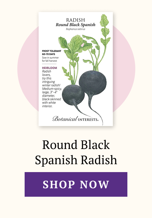 Round Black Spanish Radish Seeds