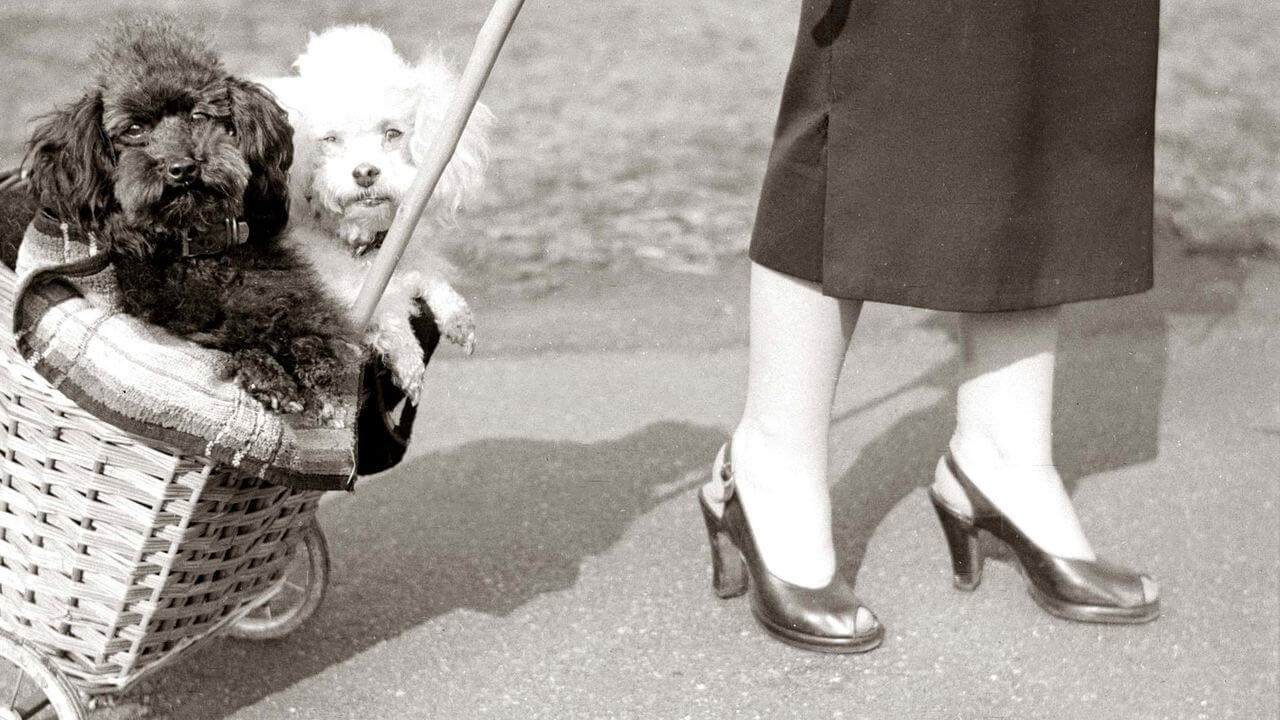 Two poodles in trolley basket being pulled along by a woman