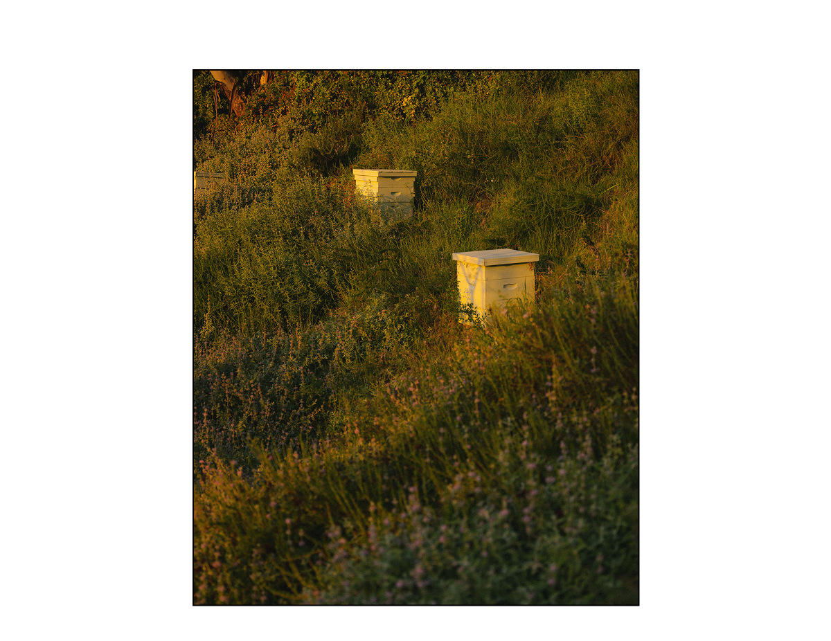 The Sensual Garden