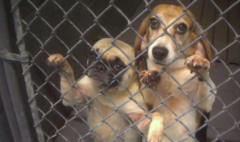Two sad dogs in a wire cage
