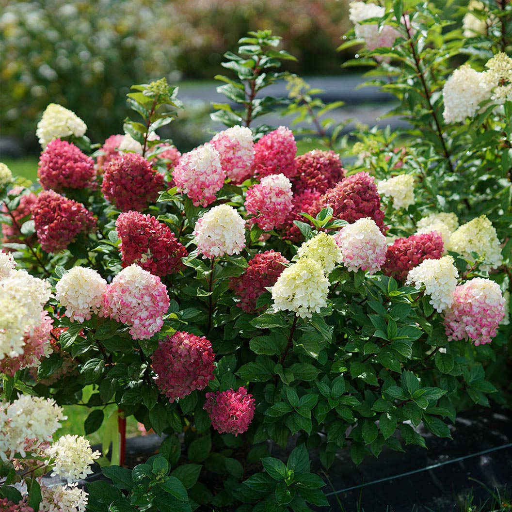 Image of Proven Winners® Little Lime Punch® Panicle Hydrangea