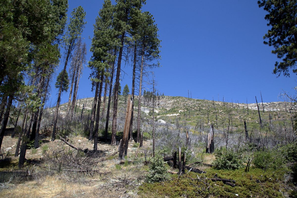 Burned tree trunks sit on a hillside in Yosemite National Park next to trees covered in foliage.