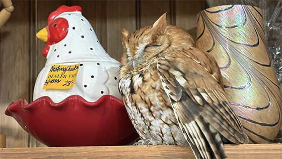 An owl sitting on a shelf next to a ceramic chicken.
