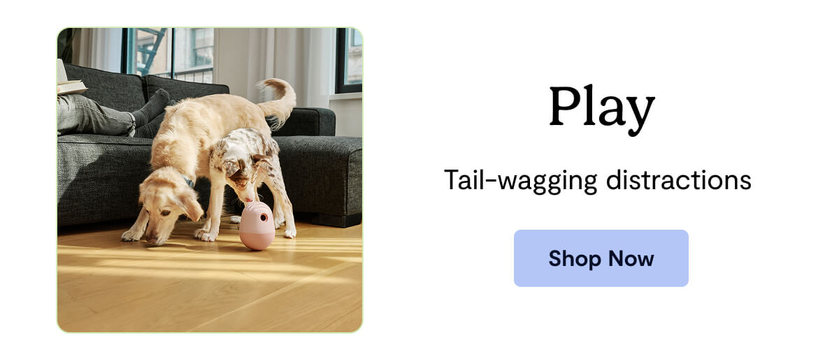 Play - Tail-wagging distractions&nbsp;