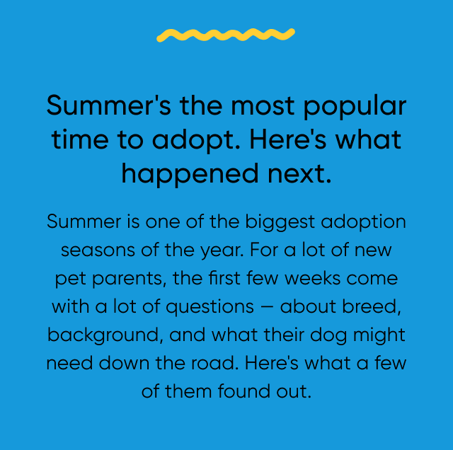 Summer's the most popular time to adopt. Here's what happened next. Summer is one of the biggest adoption seasons of the year. For a lot of new pet parents, the first few weeks come with a lot of questions — about breed, background, and what their dog might need down the road. Here's what a few of them found out.