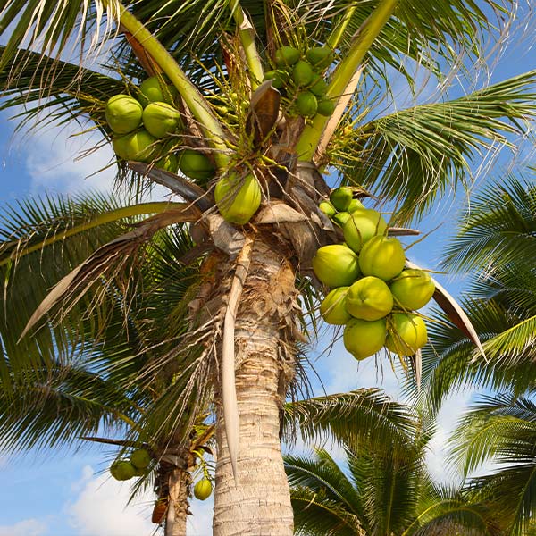 Image of Coconut Palm Tree