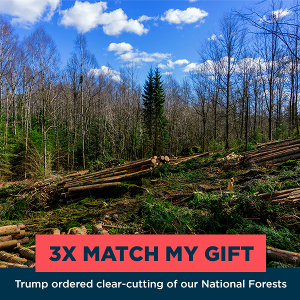 Cut down logs in front of a forest with text that reads 3x match my gift. Trump ordered clear-cutting of our National Forests.