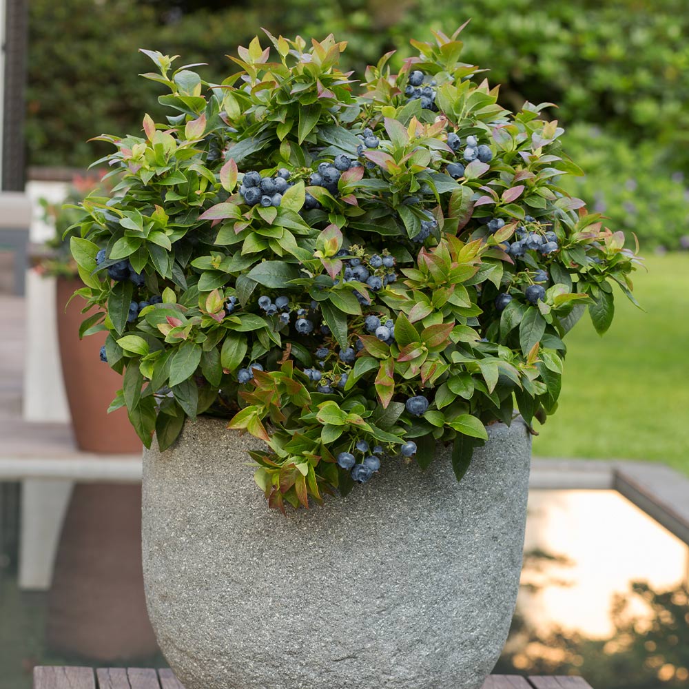 Image of Bushel and Berry® Jelly Bean® Blueberry Bush