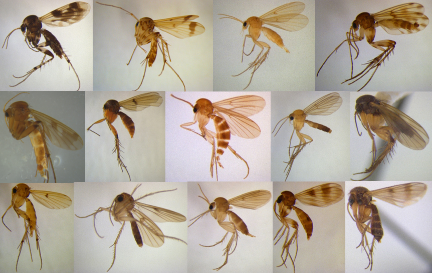 A composite image of 14 fungus gnats